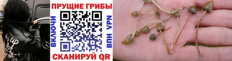 наркотики  Ступино  Псилоцибиновые грибы мицелий 